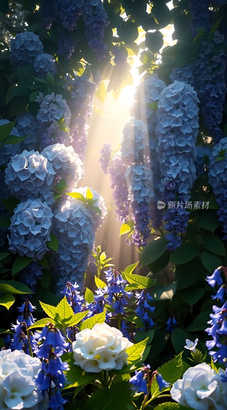 阳光下的蓝色绣球花与白色玫瑰