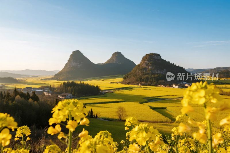 春日油菜花山峦田园风光