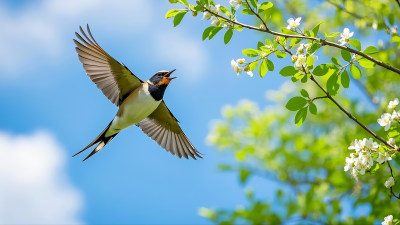 万物复苏鸟类在空中自由飞翔欢快歌唱 万物复苏鸟类在空中自由飞翔欢快歌唱