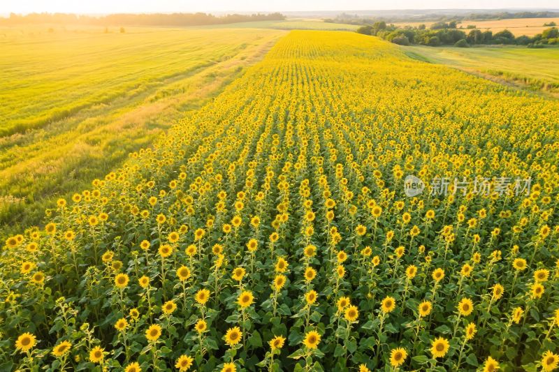 向日葵田园风光