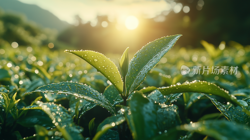 雨珠10清晨的茶园 阳光下的茶叶