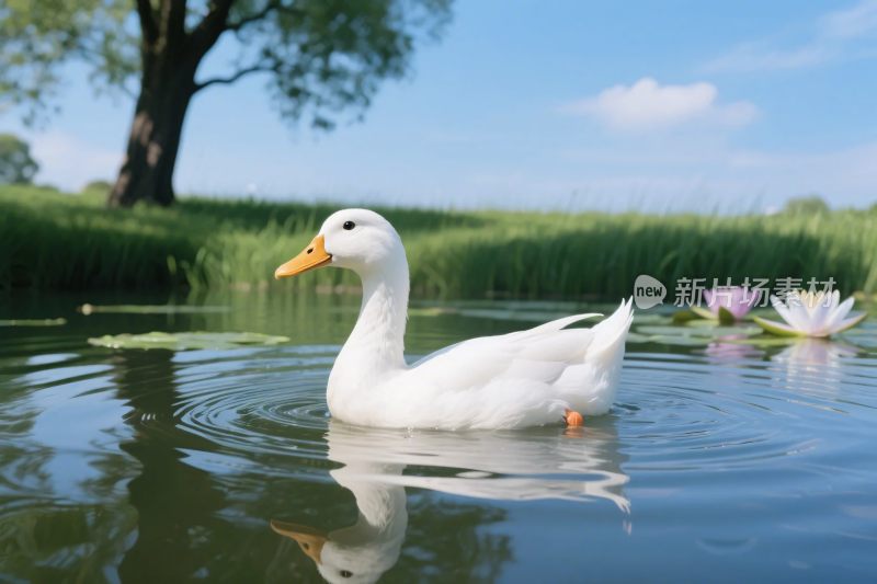 白鸭浮水自然风光