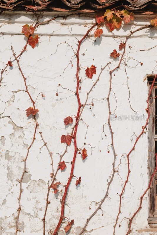 白墙藤蔓植物装饰墙