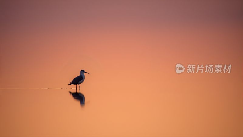 黄河入海口鸟类摄影