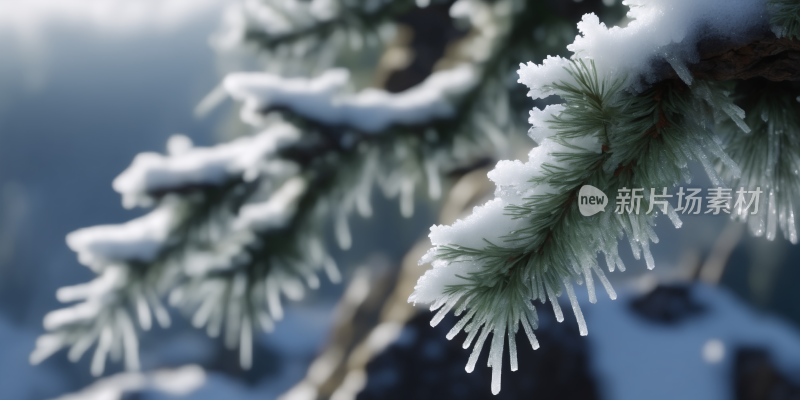 松枝雪花