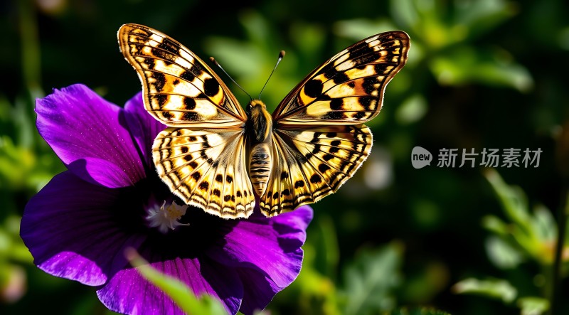 蝴蝶翩翩起舞于紫色花间