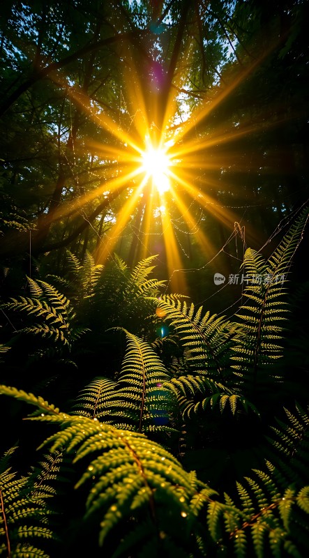 阳光下的森林秘境