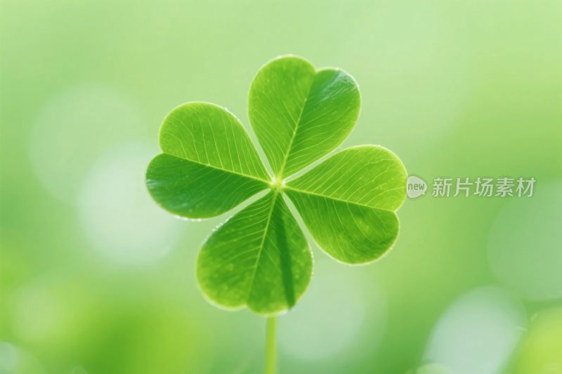 四叶草清新写真