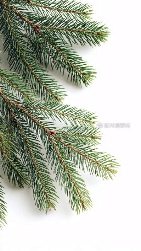 松树枝特写画面