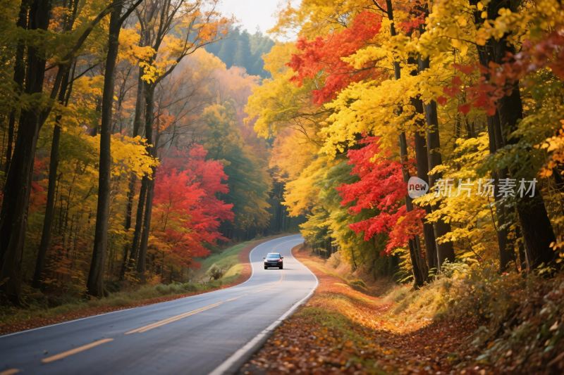秋日林间公路上的行驶车辆
