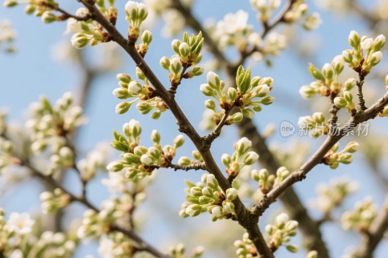 树枝繁花春景图