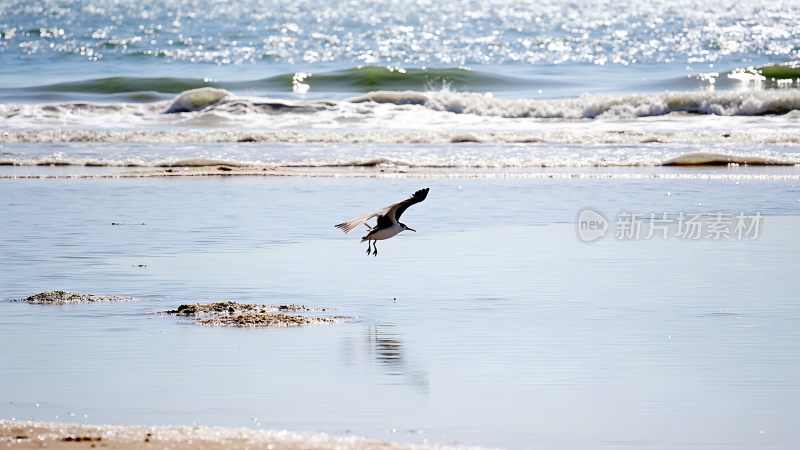 黄河入海口鸟类摄影