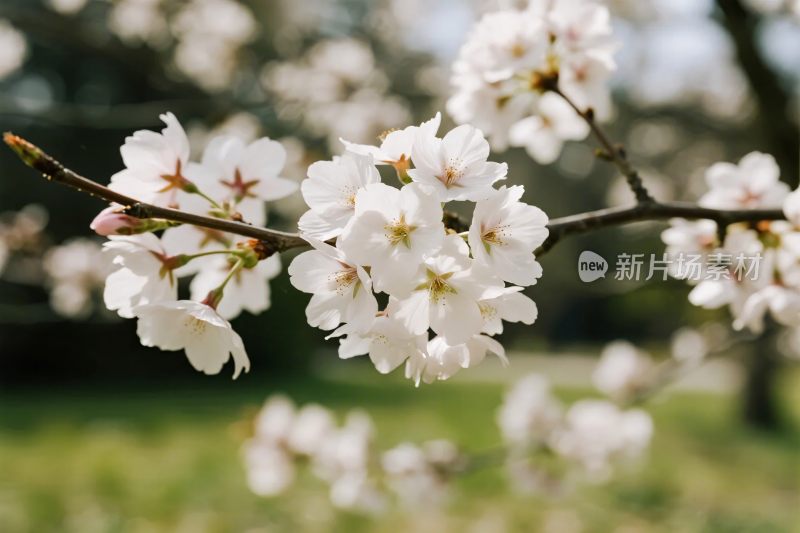 樱花绽放春景图