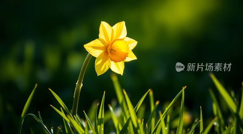 阳光下的黄色水仙花在绿草中绽放