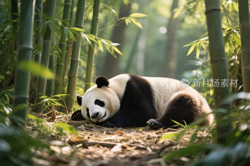 竹林中休憩的熊猫