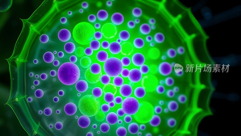 绿色细胞内紫色颗粒分布图