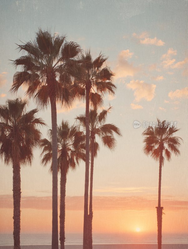 夕阳下的棕榈树美景