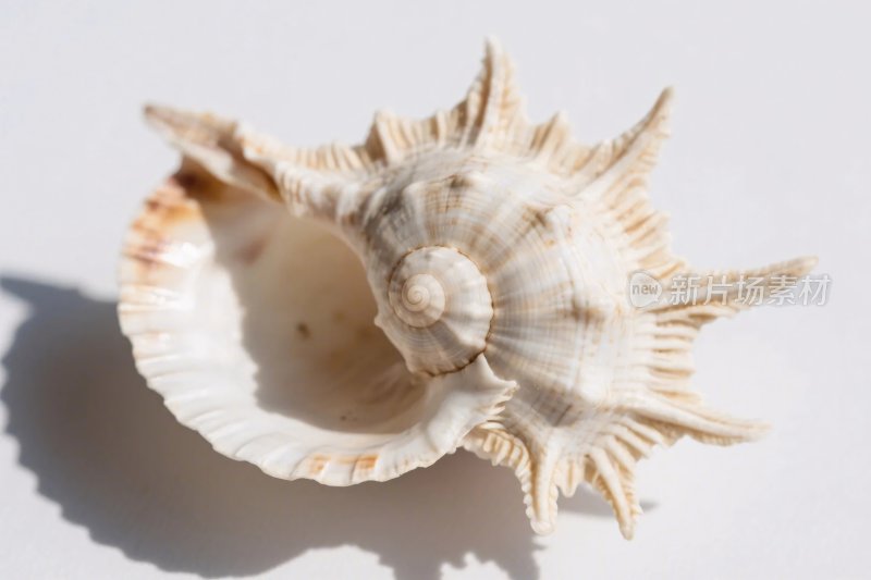 海螺摄影图