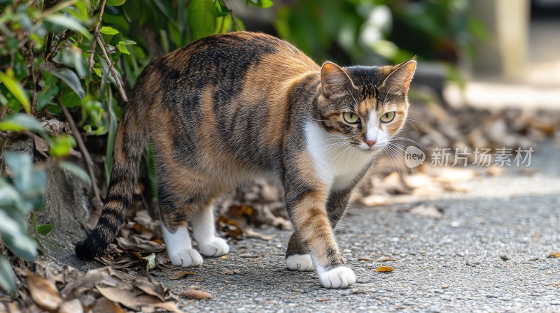 路边的流浪猫