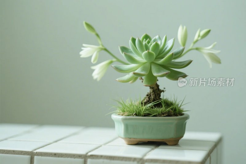 小型盆栽植物摆件