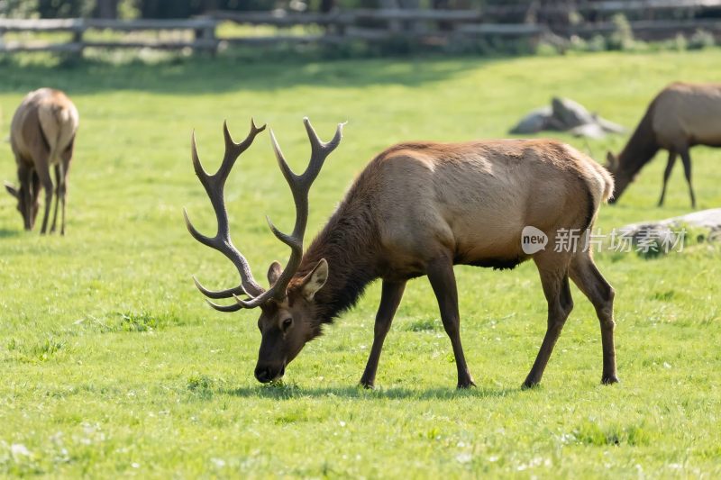 草原上的麋鹿群
