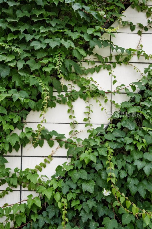 藤蔓植物覆盖墙面