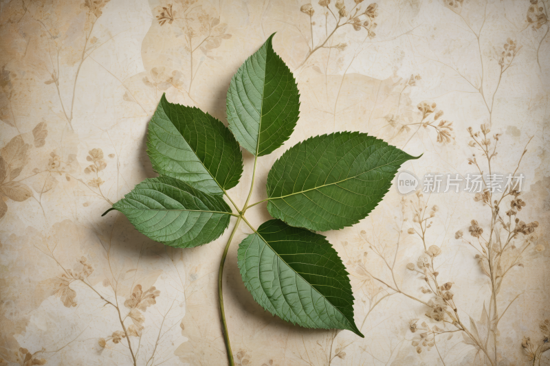 墙上躺着一片叶子高清图片