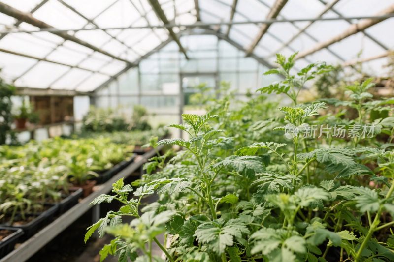 温室绿植种植场景