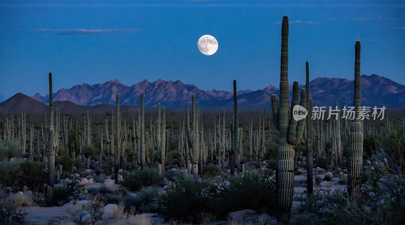 沙漠之夜月光下的仙人掌
