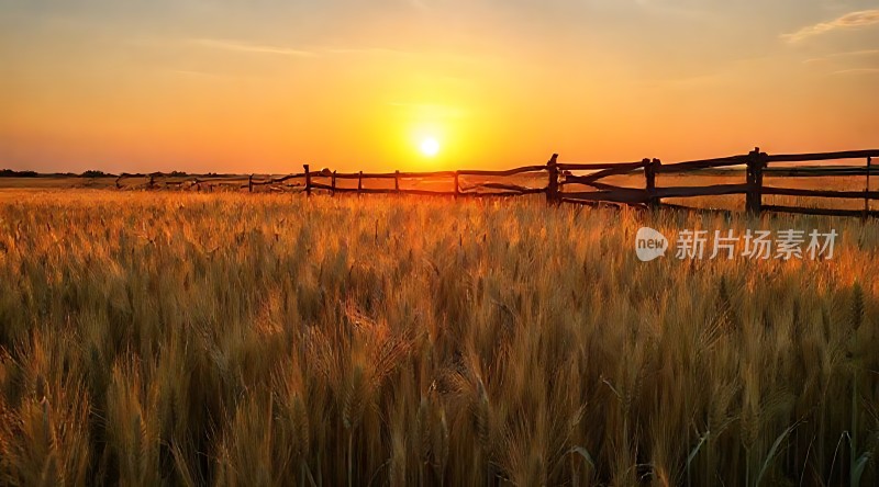 金色麦田日落时分