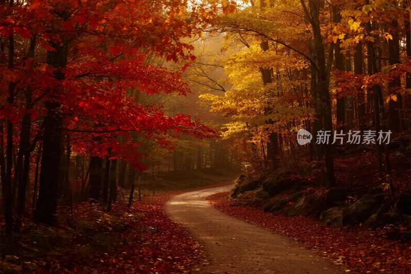 秋日林间蜿蜒小路美景