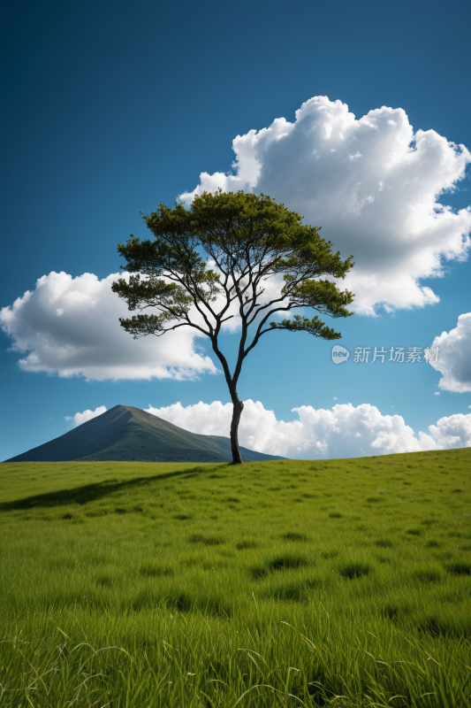 在草地上一棵孤树高山清风景图片