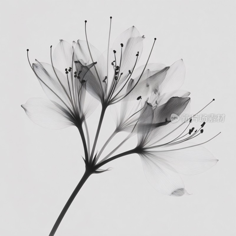 黑白花卉特写