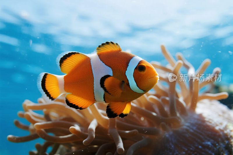 海洋小丑鱼与海葵