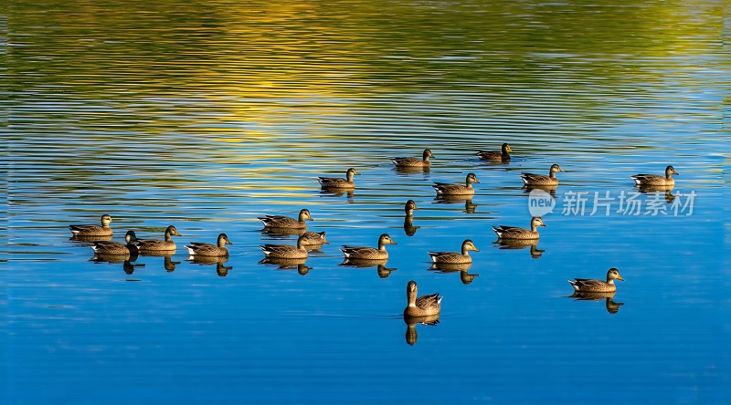 湖面群鸭戏水图