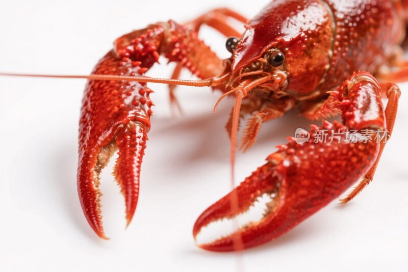 红色小龙虾特写
