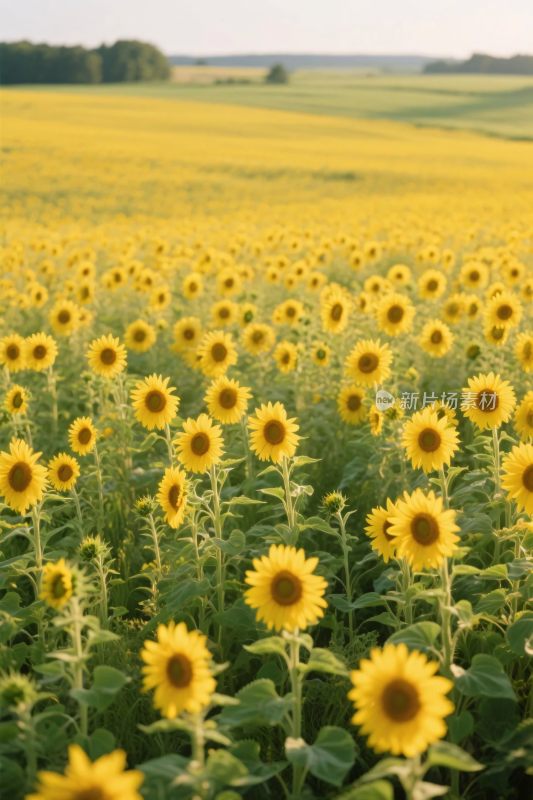向日葵田园风光