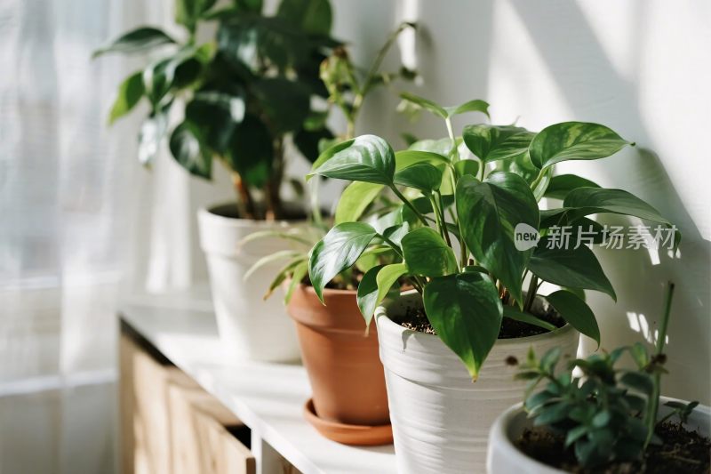 室内绿植盆栽布置