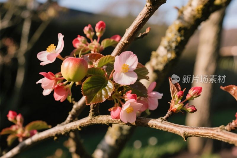 春日花枝盛放图