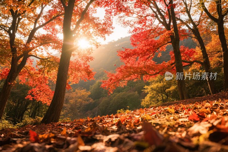 秋日林间阳光洒下的美景