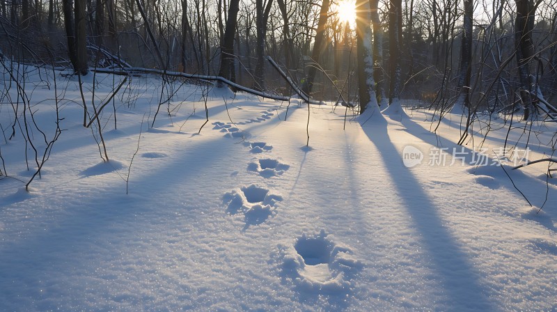 冬日阳光下的雪地小径