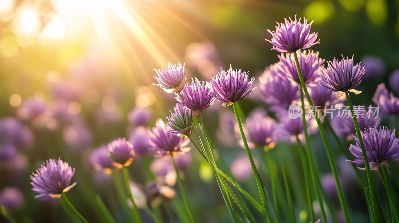 高清韭菜花