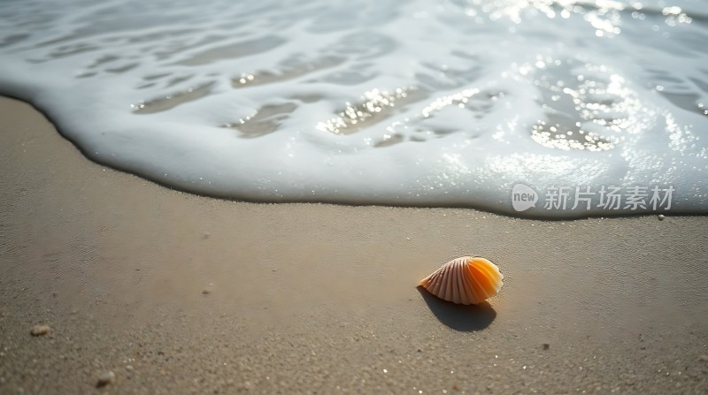 阳光下的贝壳与海浪