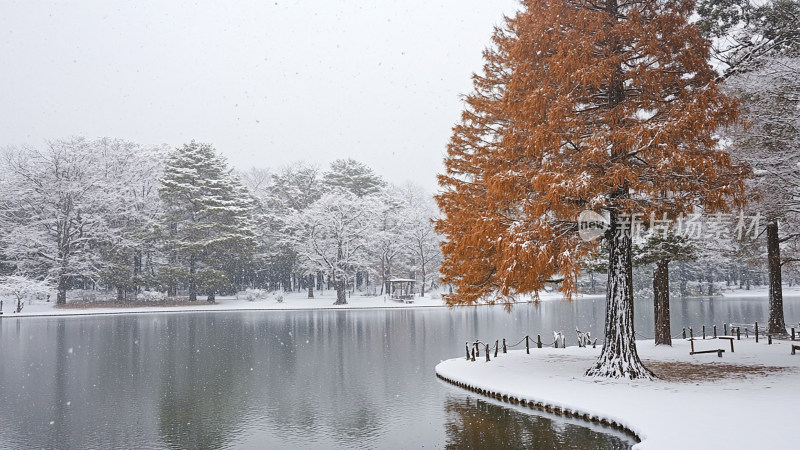 冬季雪后的宁静湖畔水杉雪景