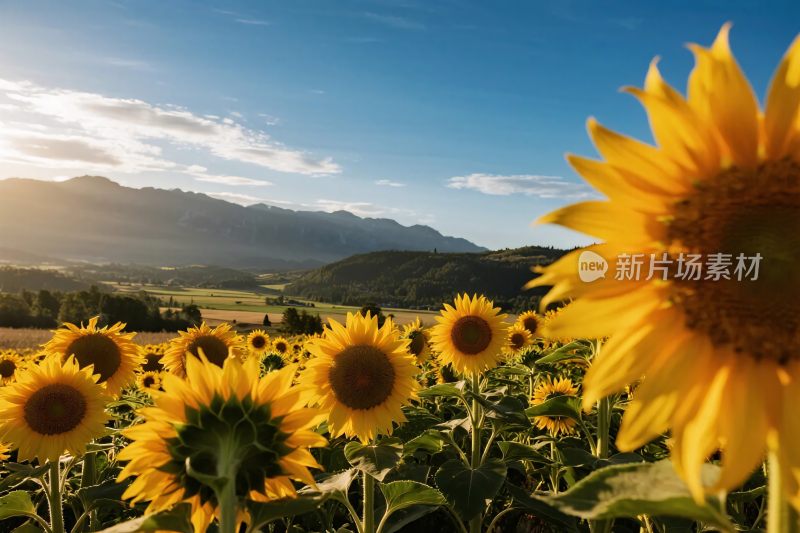 向日葵田园风景