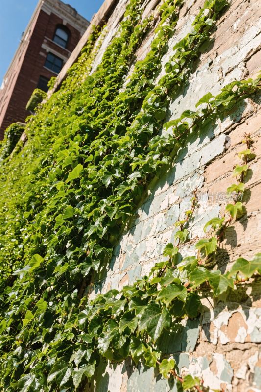 老墙常春藤景象