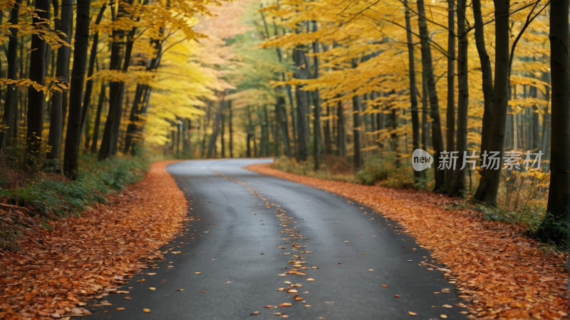 树林里的一条黄叶路高清风景图片