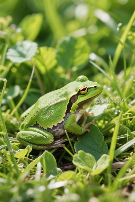 青蛙草丛自然场景