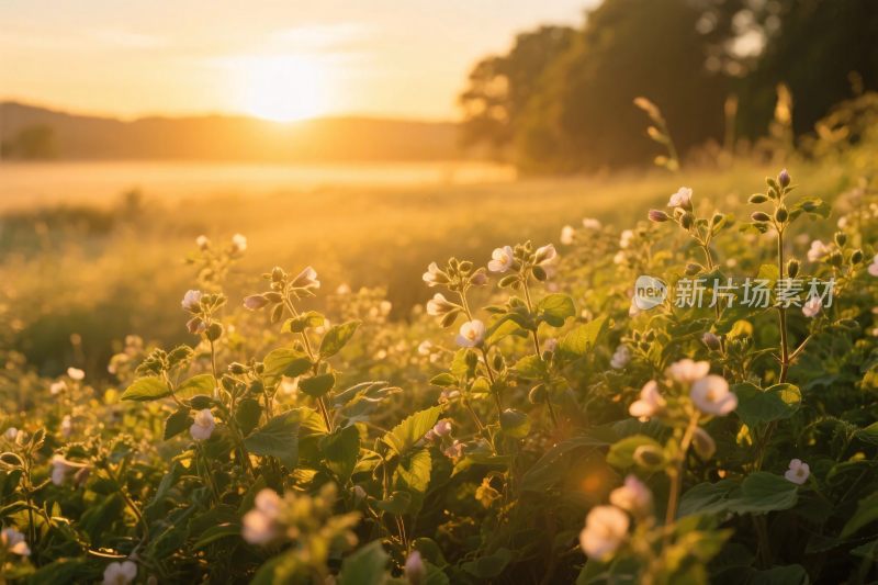 夕阳草地花草风景