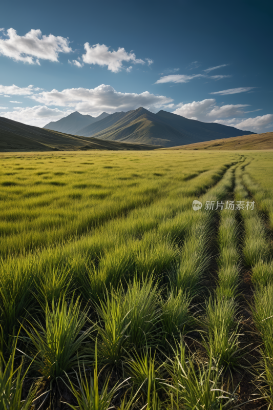 扫射草地中间一条小路高清风景图片